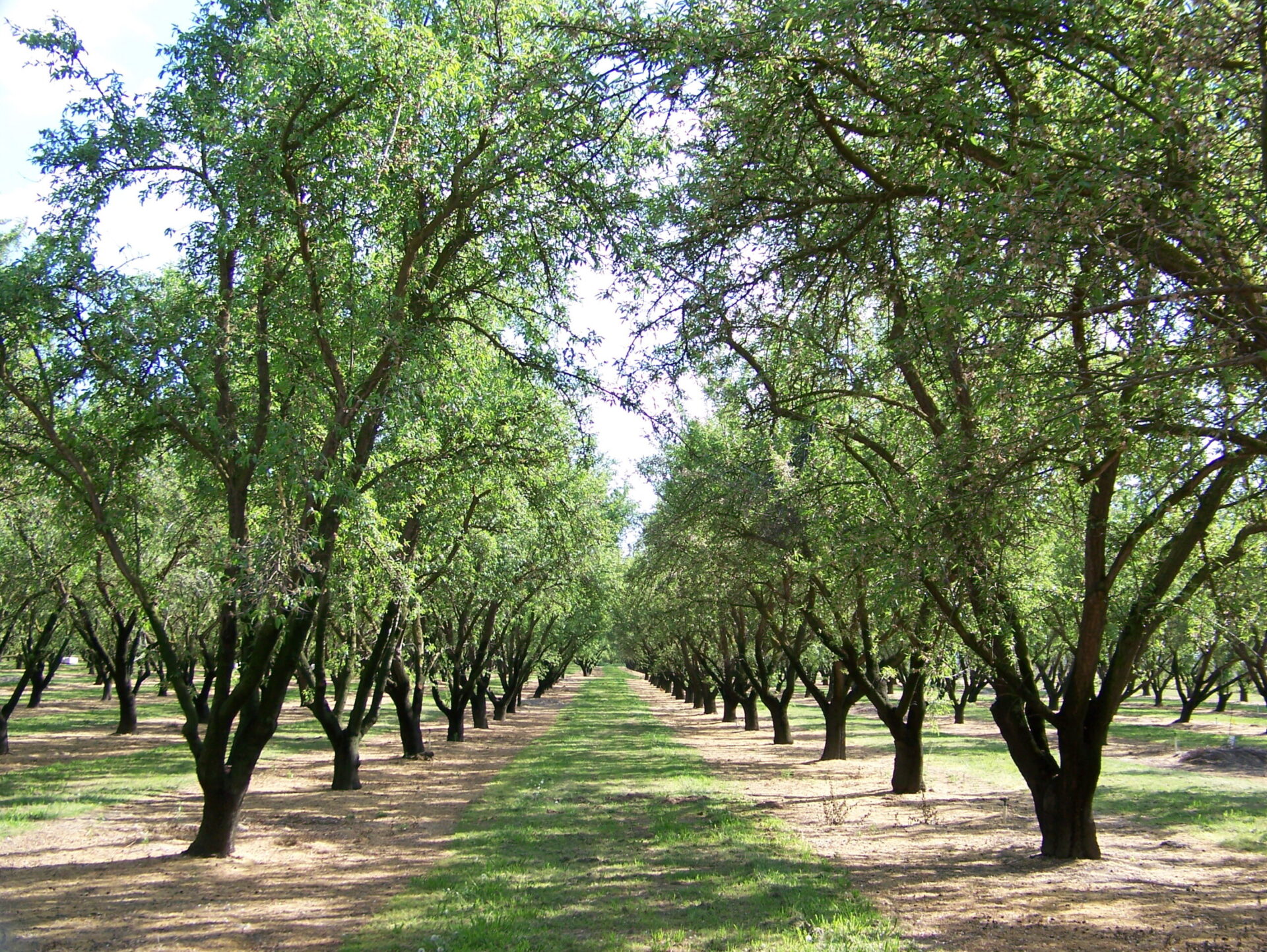 Rows of almond trees in a California orchard during growing season