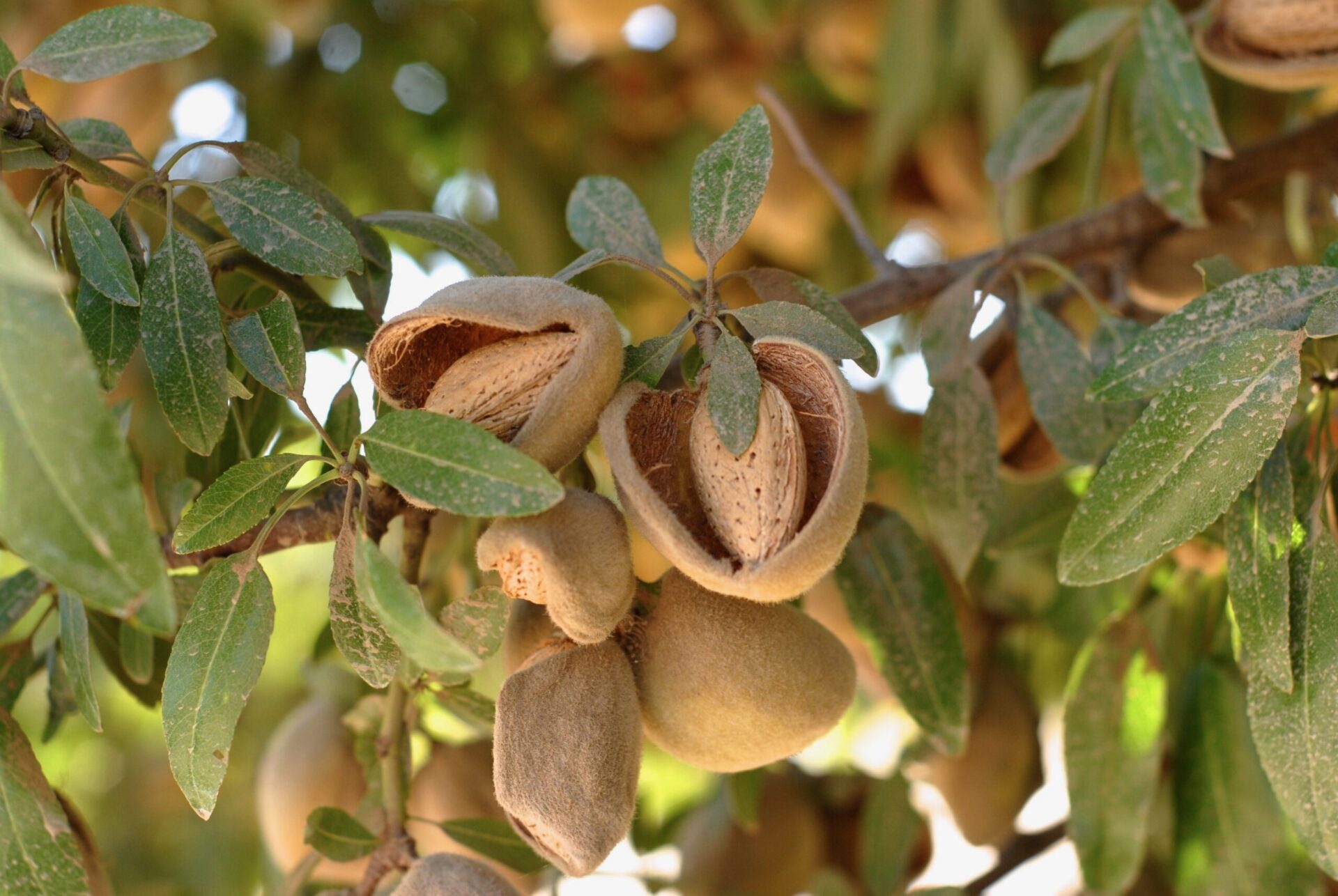 Almonds maturing on the tree with hulls splitting open in California Central Valley
