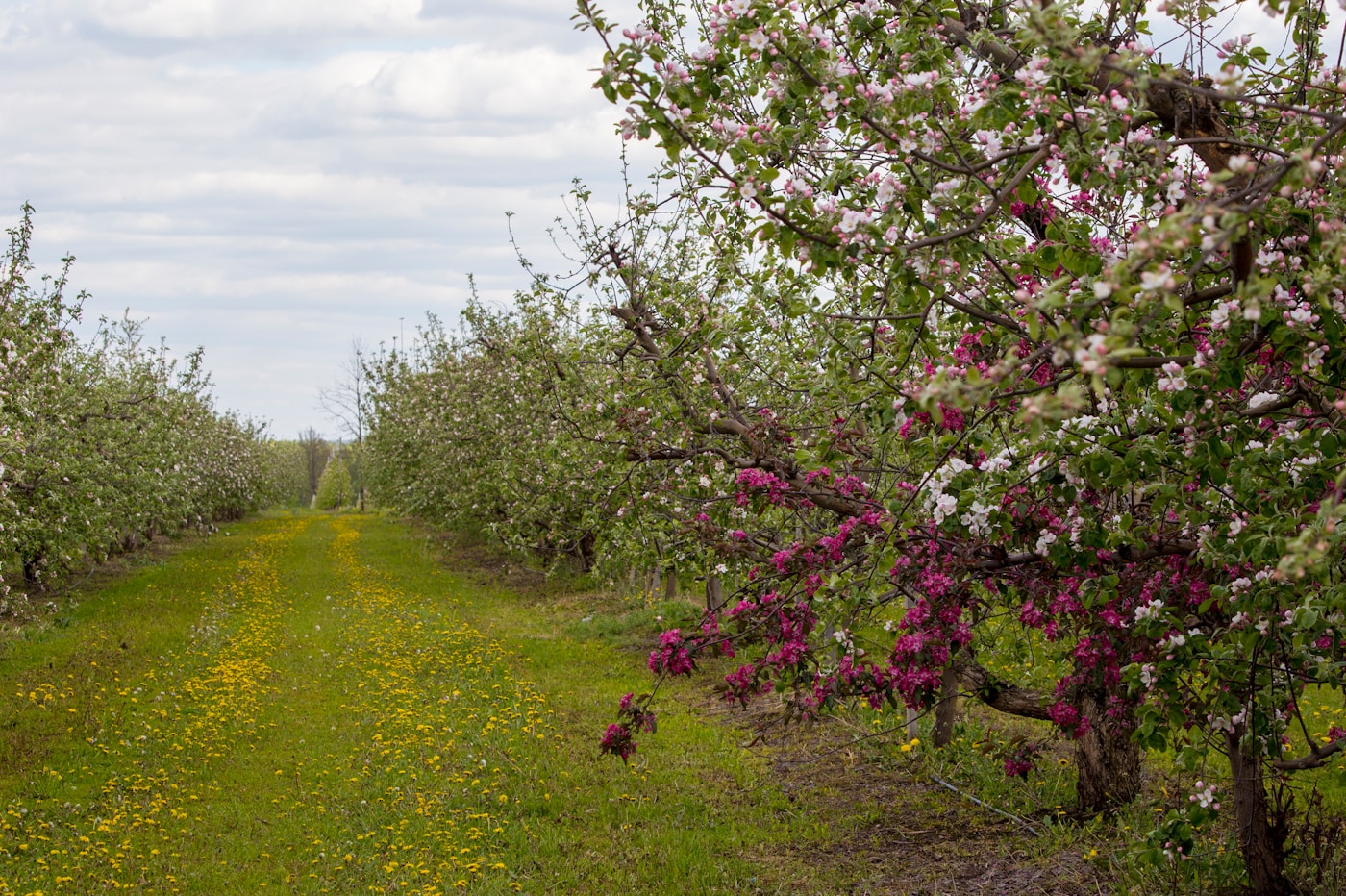 Apple orchard trees in full bloom with pink and white blossoms in spring