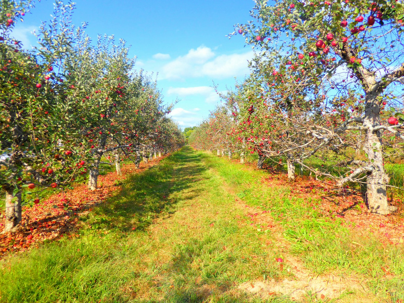 Rows of apple trees laden with red fruit in a commercial apple orchard