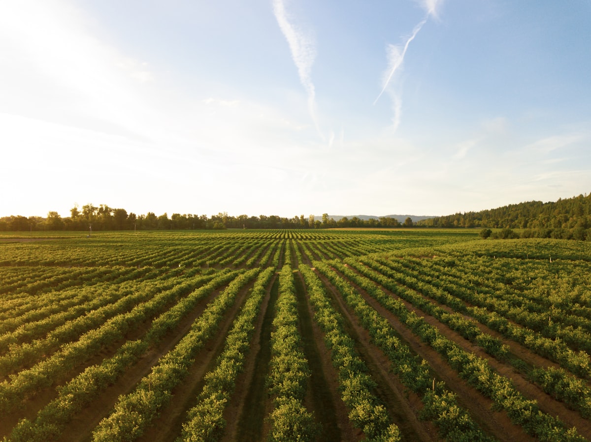 Rows of grapevines in a California vineyard under sustainable irrigation management