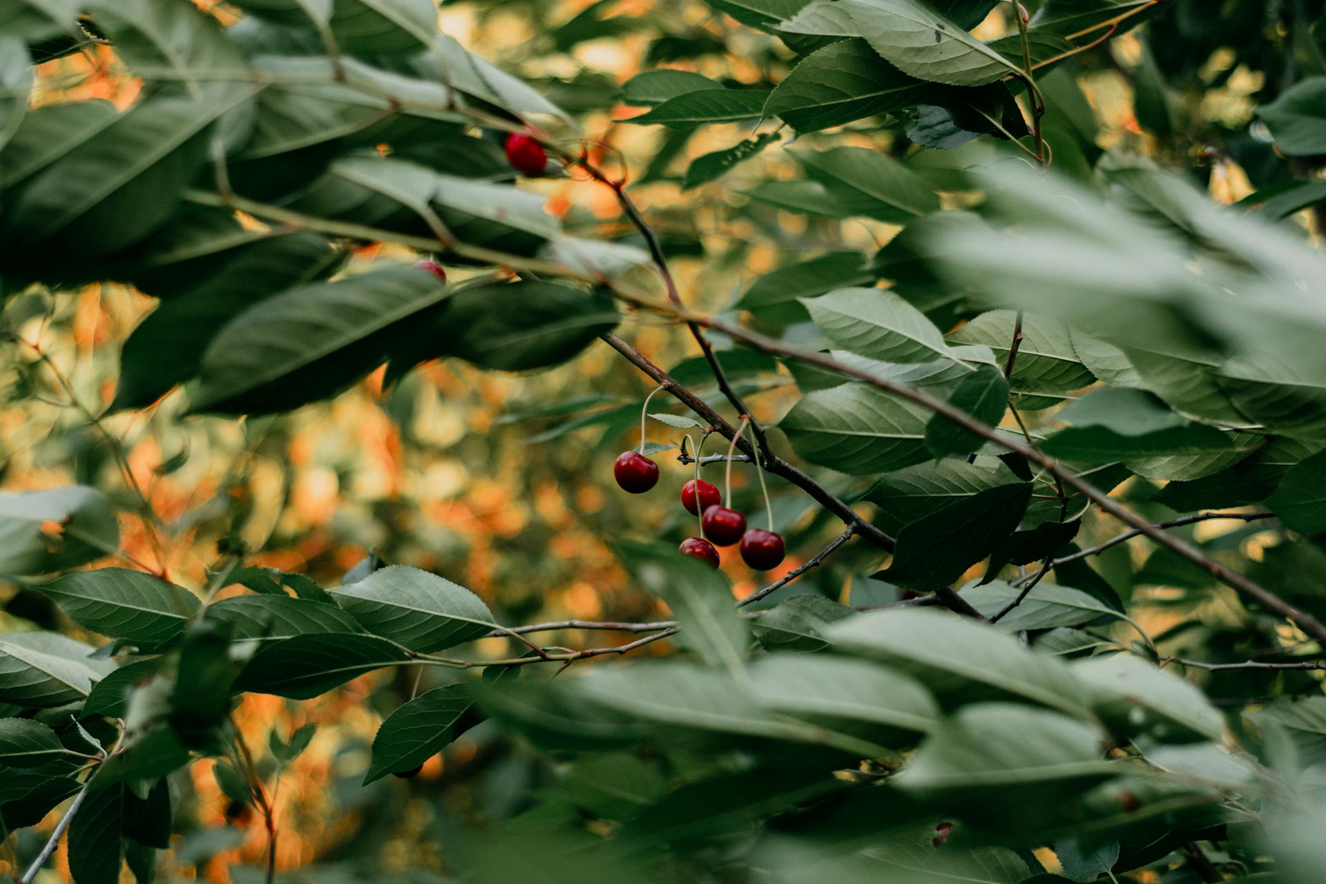 Ripe red cherries growing on a tree branch in a cherry orchard