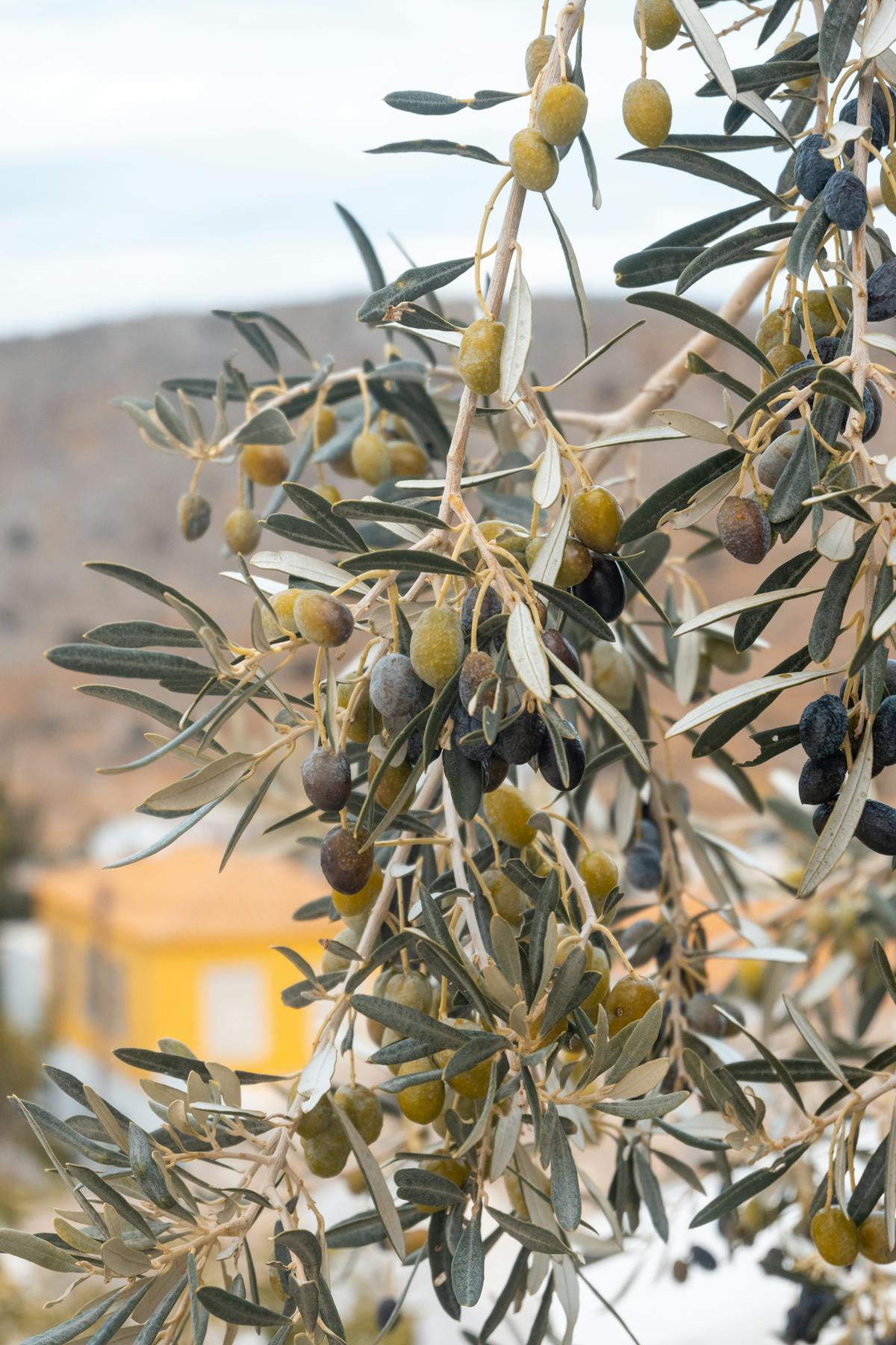 Close-up of olive branches with ripe olives ready for harvest