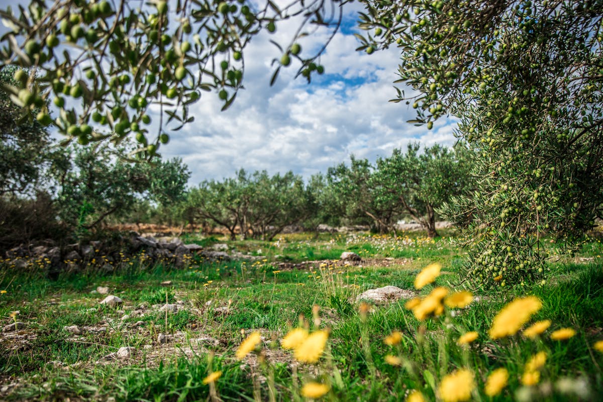 Olive grove with mature olive trees under blue sky