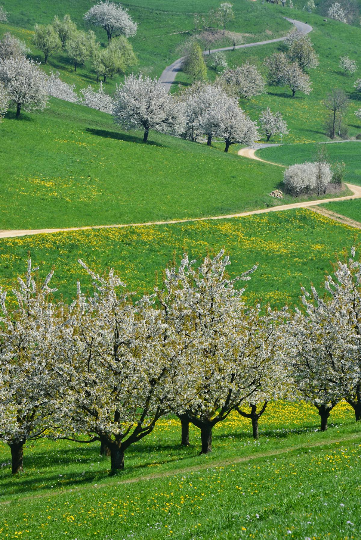 Rows of fruit trees in a blooming orchard where dendrometers and microtensiometers are used for precision irrigation