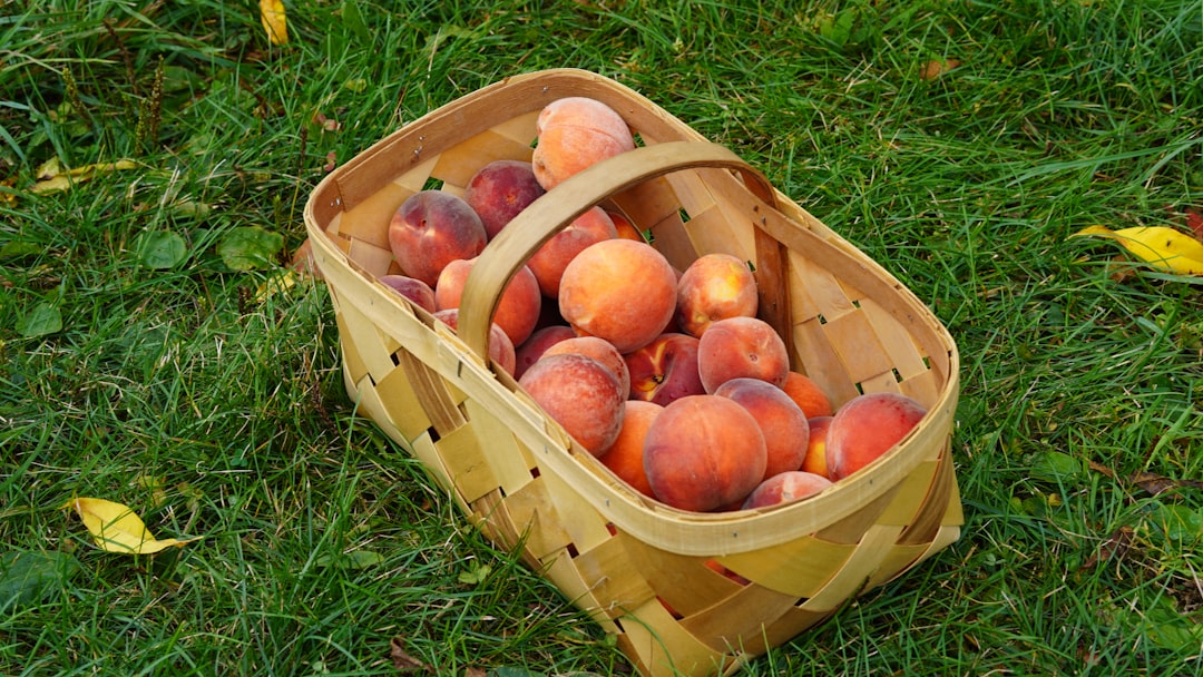 A basket of freshly harvested ripe peaches ready for packing