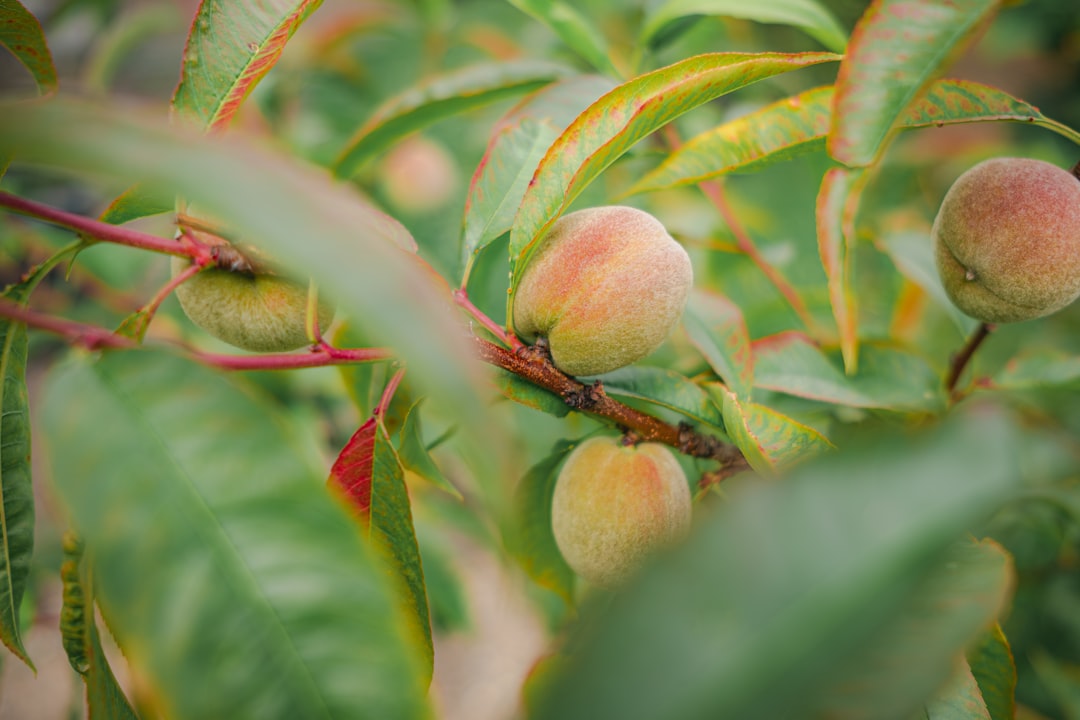 Peaches growing on a tree branch in an orchard, showing fruit development during the sizing stage