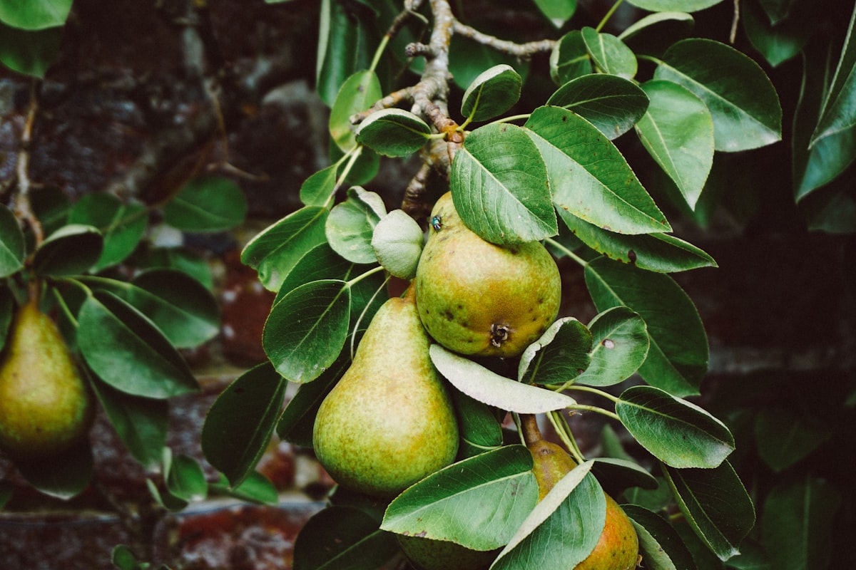 Pears growing on a tree branch in an orchard