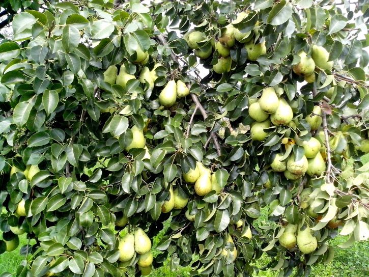 Pear tree loaded with fruit during the sizing stage