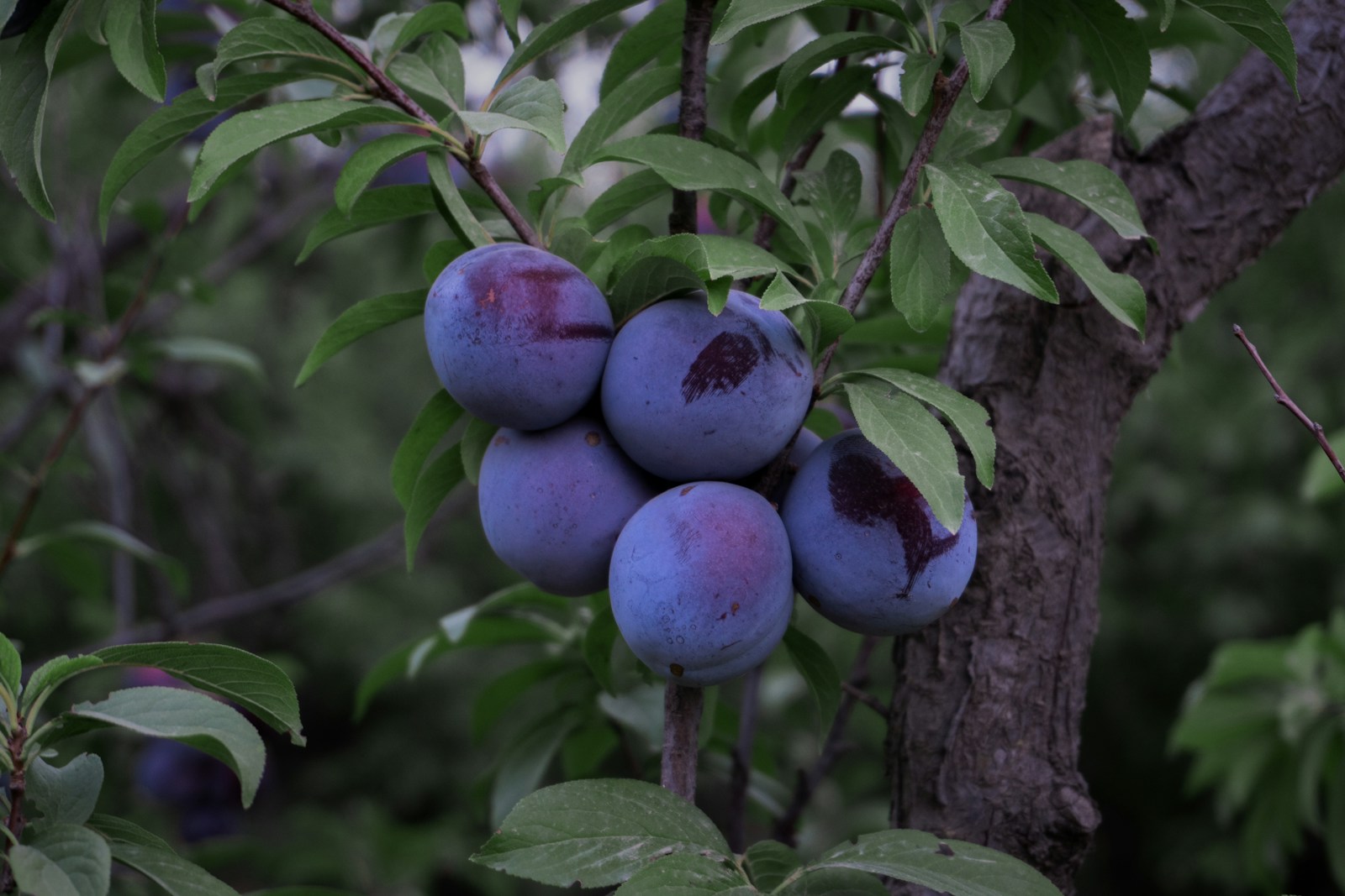 Ripe purple plums growing on a prune tree branch