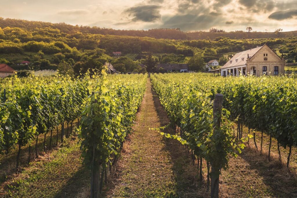 Rows of grapevines in a well-managed vineyard at sunset