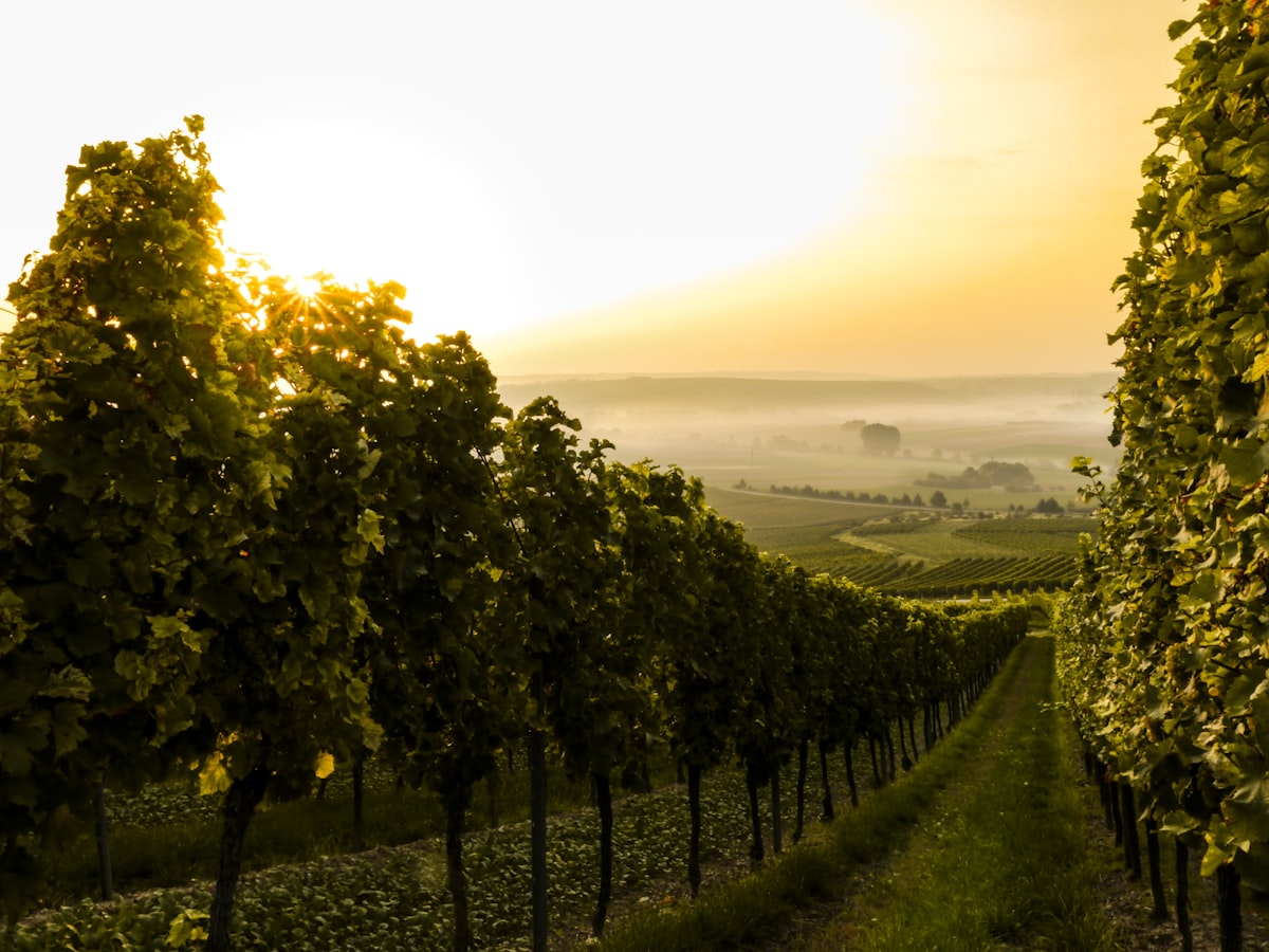 Vineyard rows at golden hour with morning mist, showing orderly vine canopy management