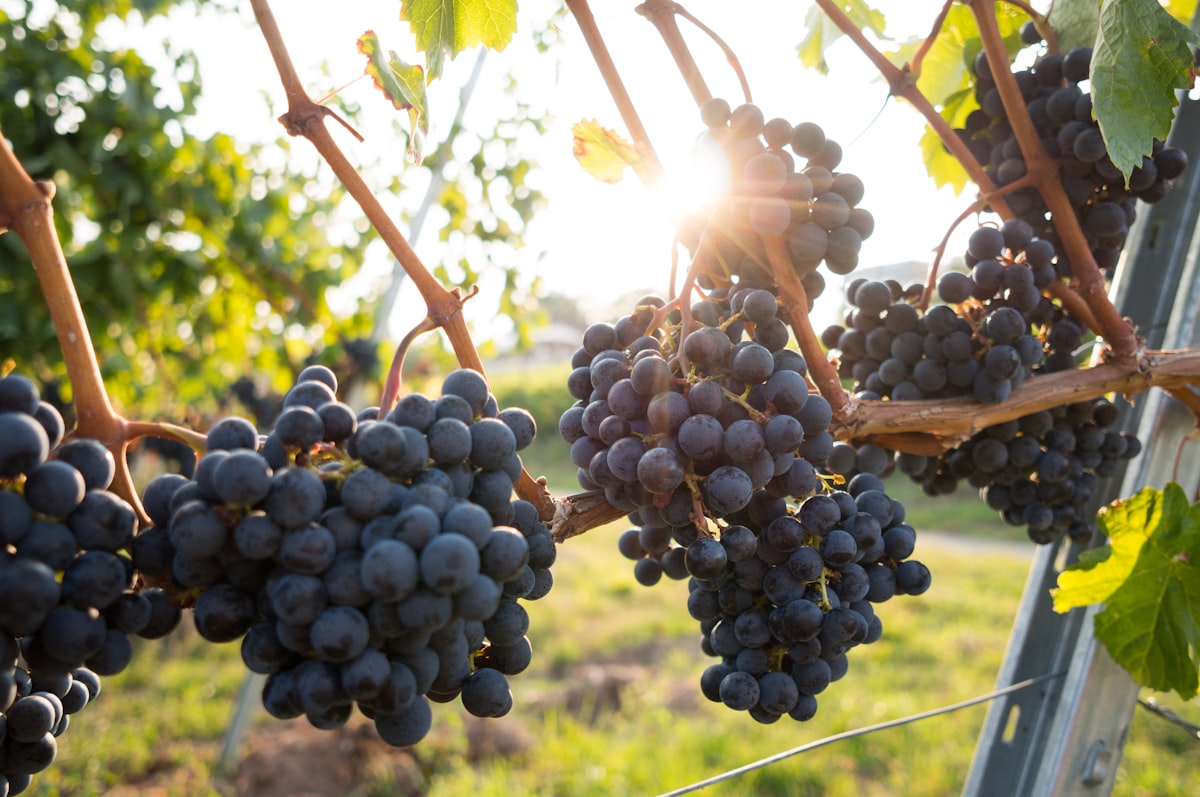 Ripe wine grape clusters hanging on the vine in a vineyard, backlit by golden sunlight
