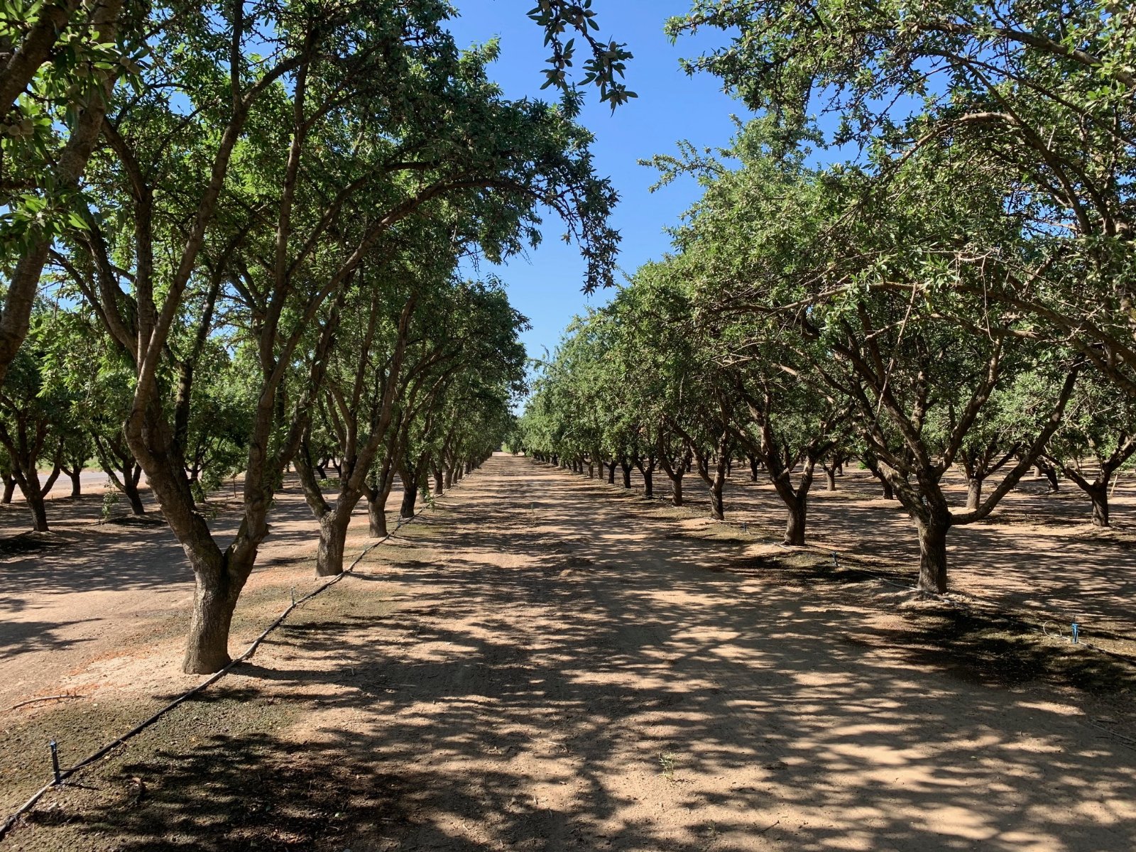Almond orchard after harvest in the Sacramento Valley, drip line running along the tree row
