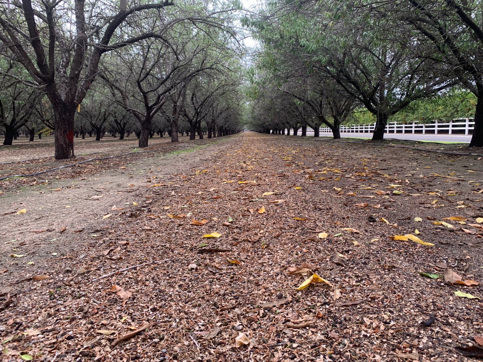 California Crop Stress Index — August 2026