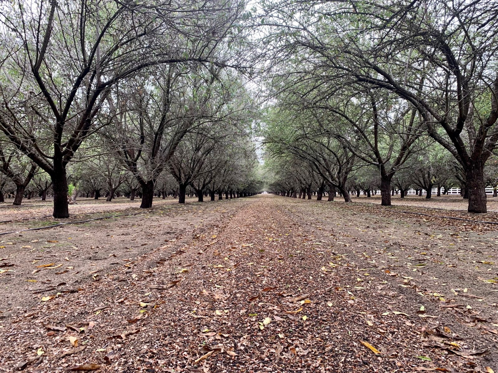 California almond orchard after harvest, heading toward dormancy