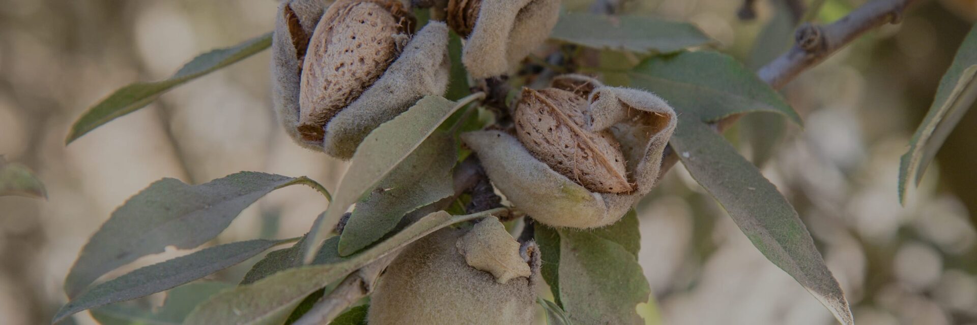 Almond hulls splitting on the tree before harvest