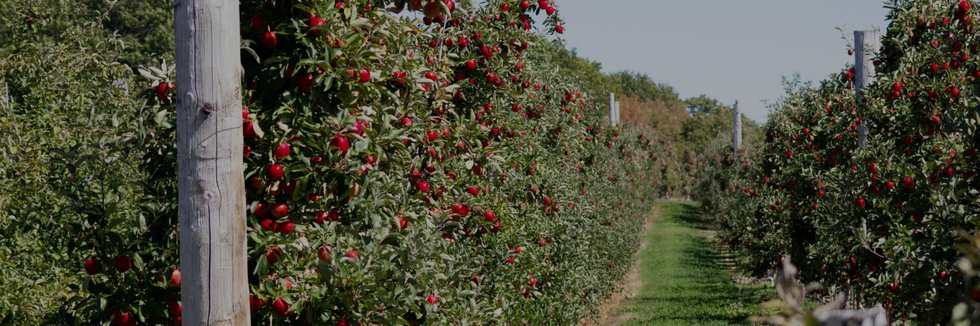 Rows of trellised apple trees heavy with red fruit