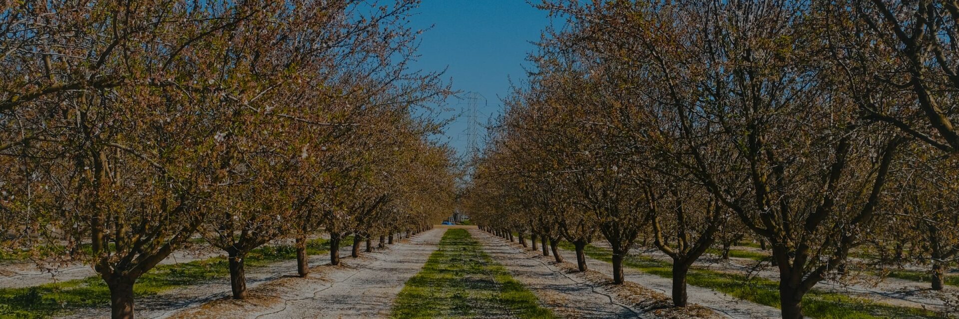 Mature orchard rows with a cover crop between them