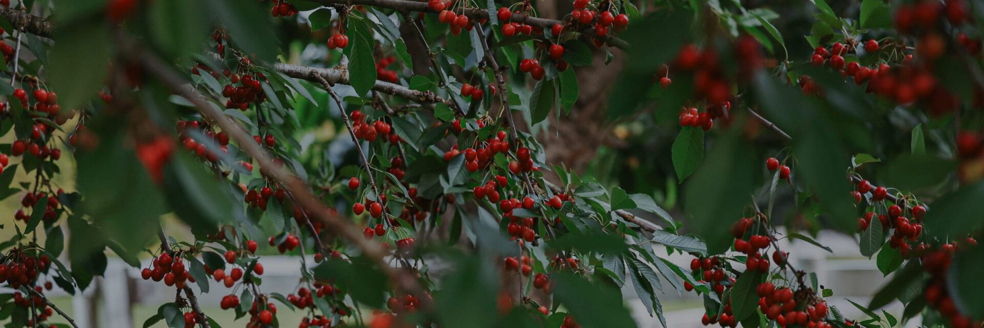 Cherry tree loaded with ripe red cherries