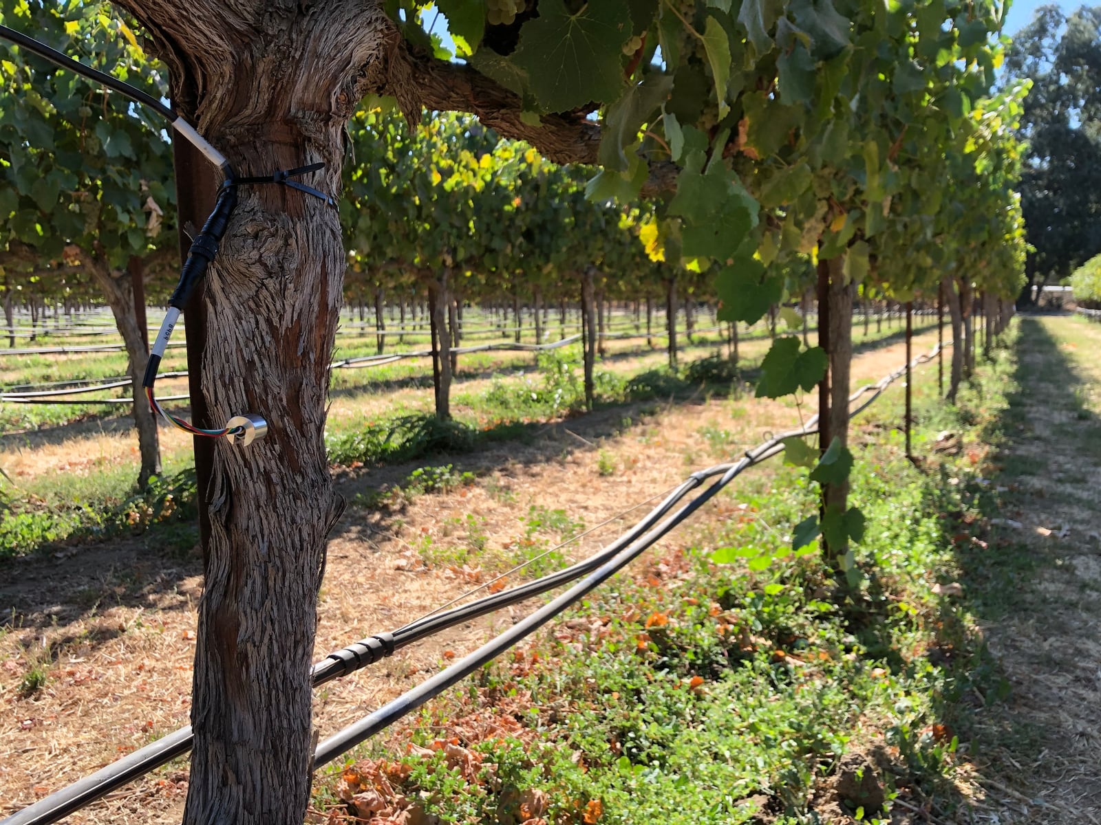 FloraPulse microtensiometer installed on a grapevine trunk, with the logger cable and drip line in a California vineyard