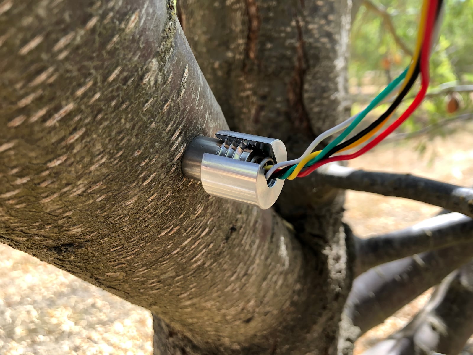 Close-up of a FloraPulse microtensiometer probe installed in a tree trunk