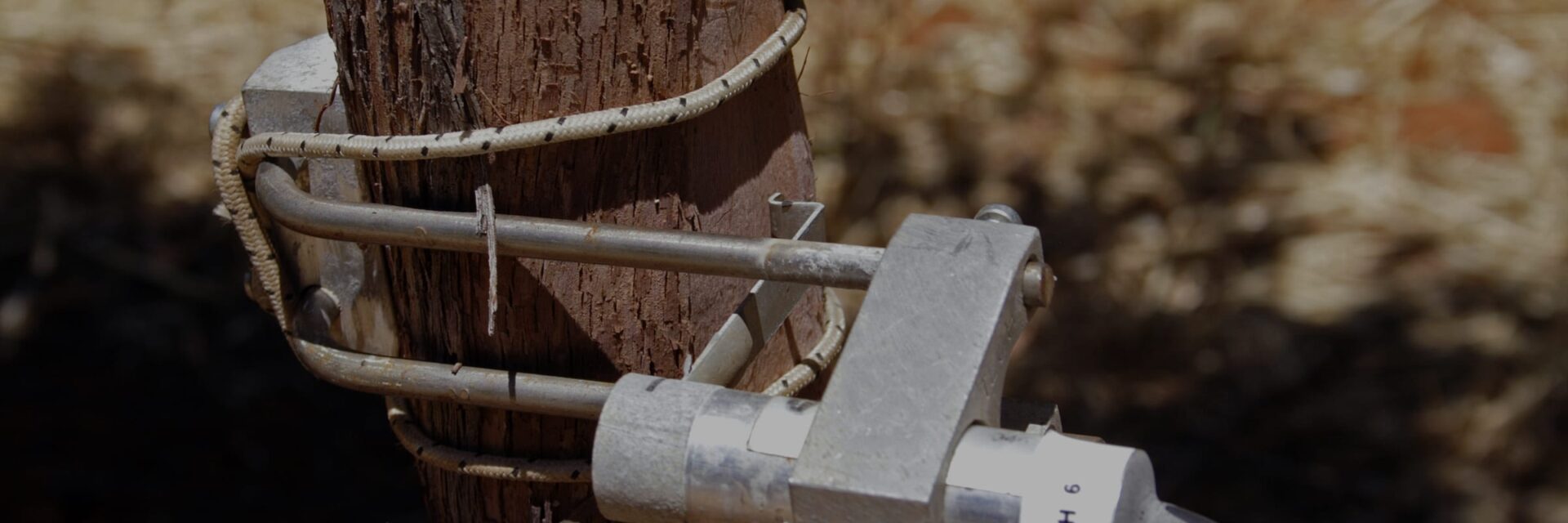 Dendrometer band mounted on a grapevine trunk