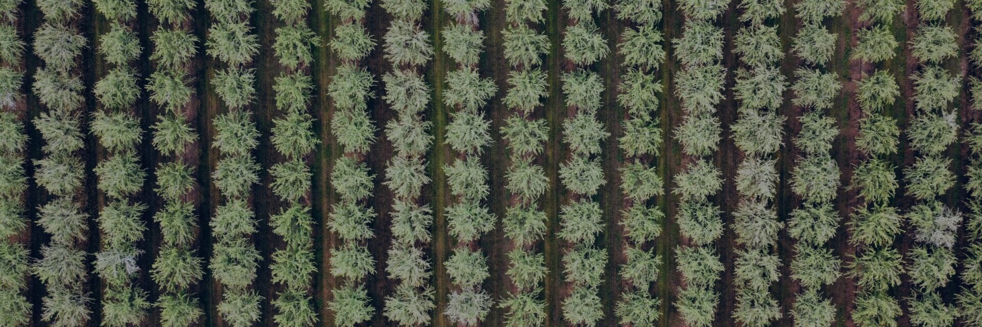 Aerial view of orchard rows from above