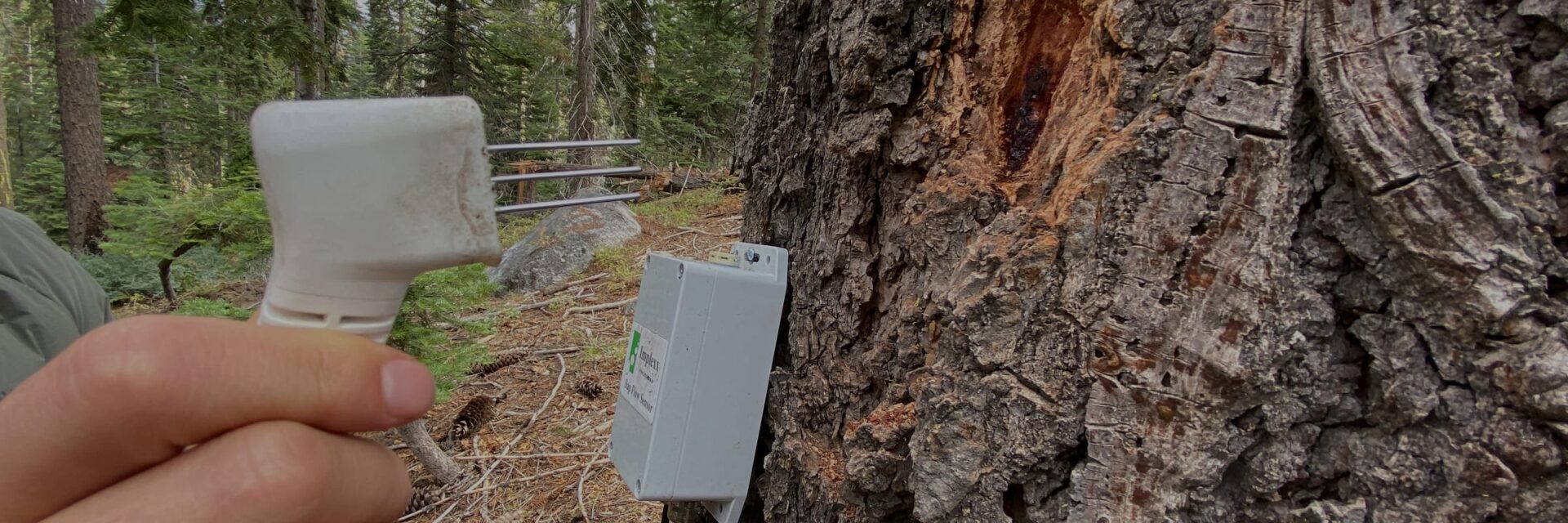 Sap flow sensor being installed in a tree trunk