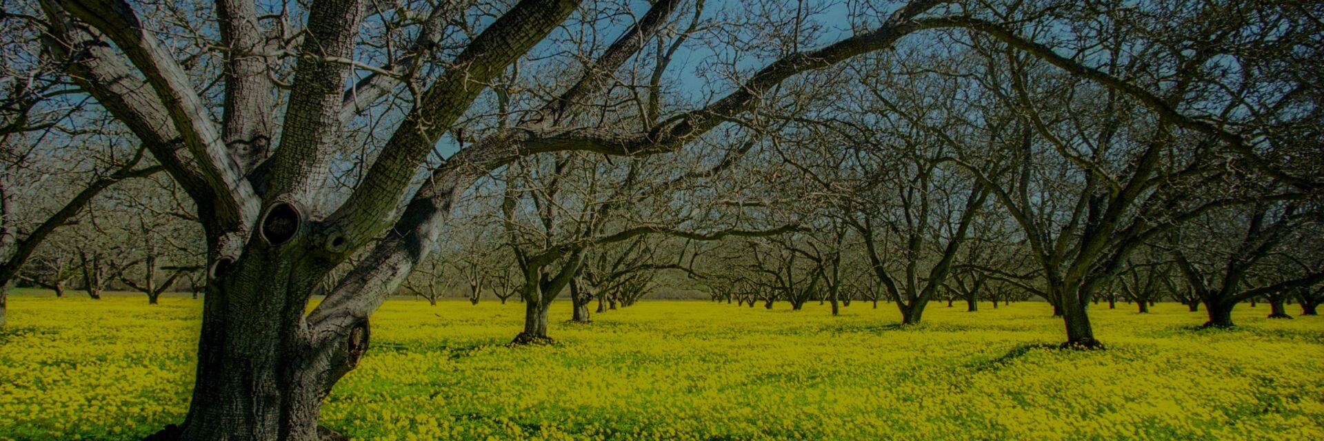 Orchard rows over a yellow mustard cover crop in spring