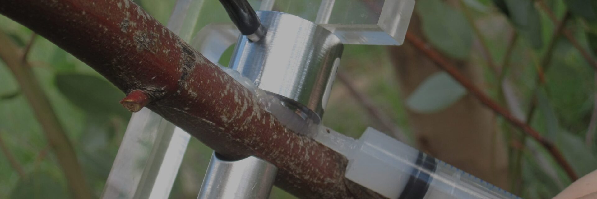 FloraPulse small-stem sensor clamped to a branch in a research trial