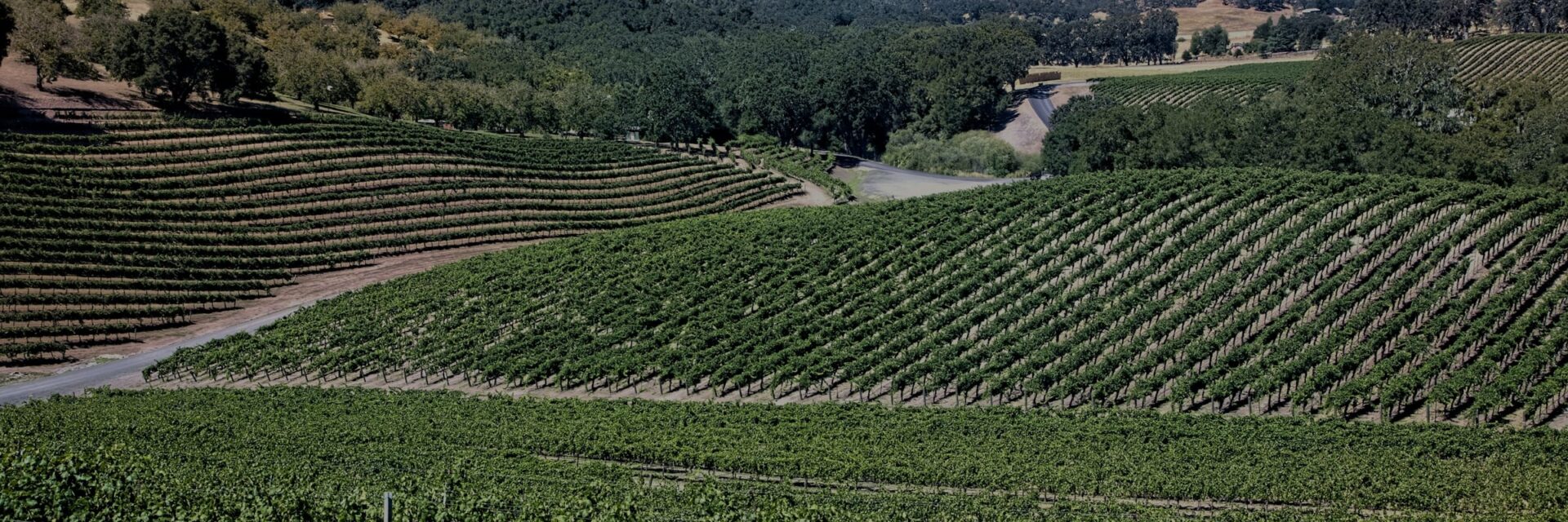 Vineyard blocks across a valley floor
