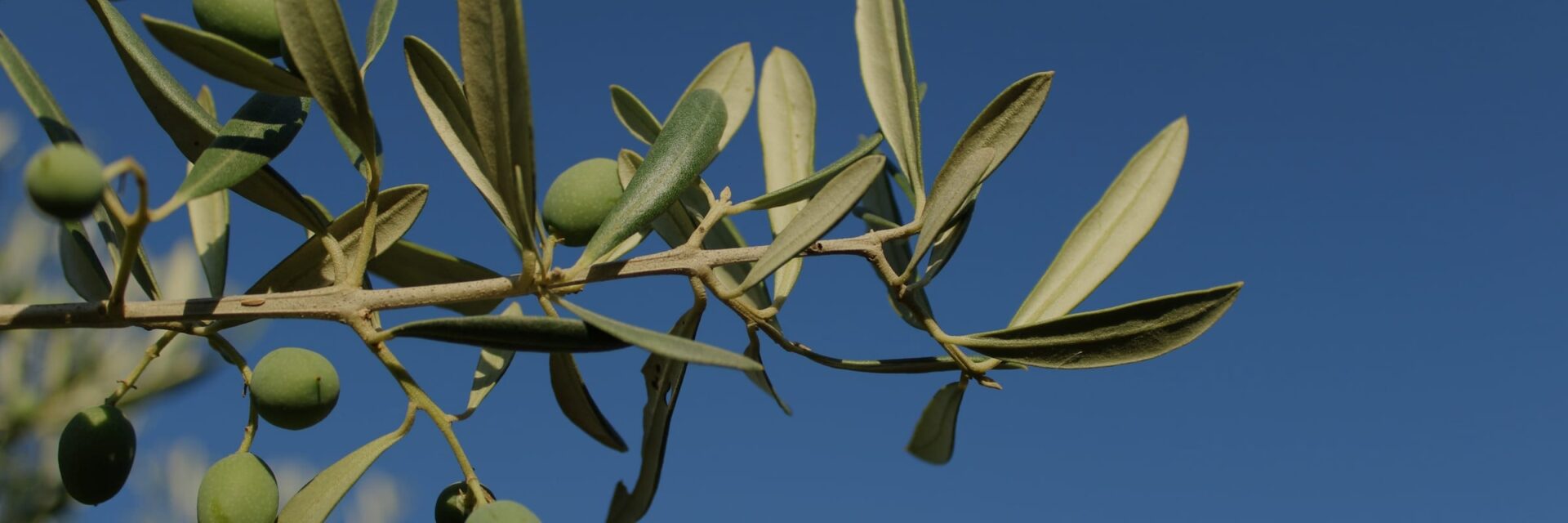 Olive branch with green olives against a blue sky