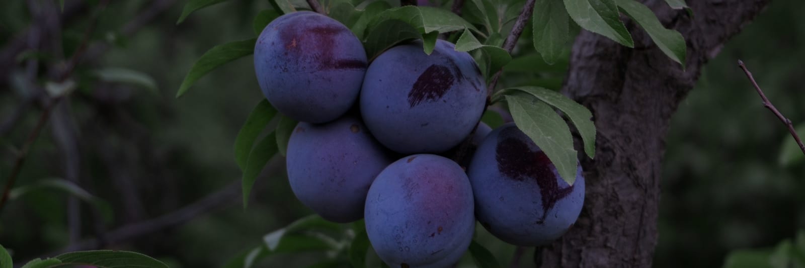 Ripe purple plums on the branch