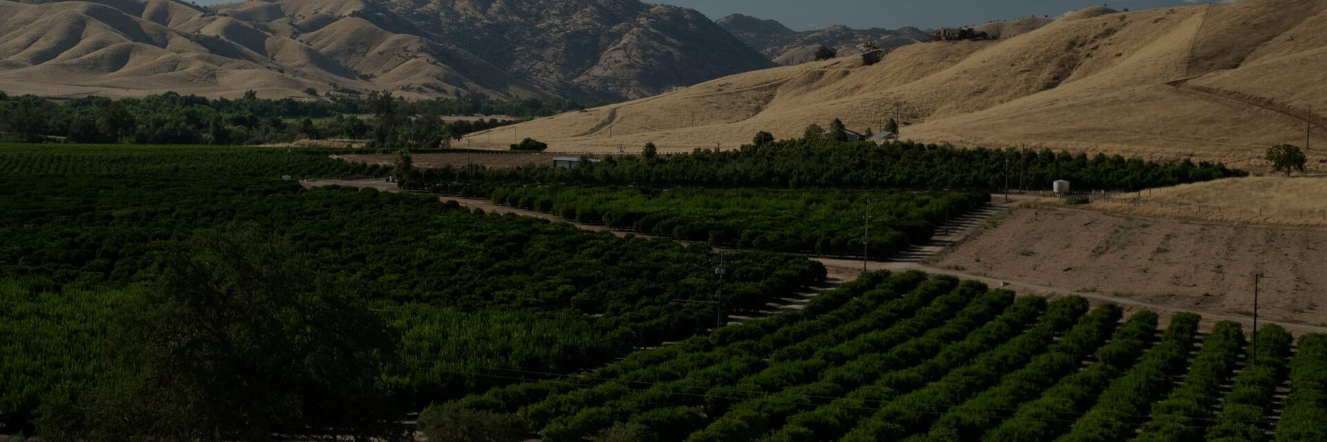 Orchard blocks nestled between golden California hills