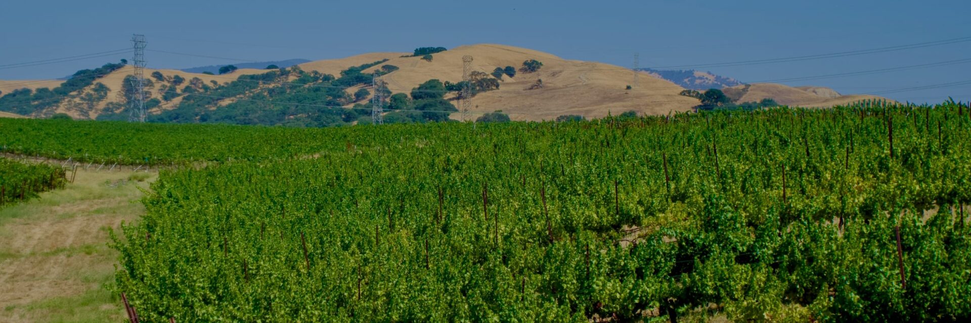 Vineyard rows below golden California hills